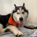 Husky Rex