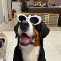 Oliver the Bernese