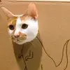 bayuabibayu-avatar