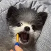 송봄배망덕