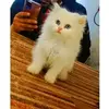 zohaib ali511-avatar