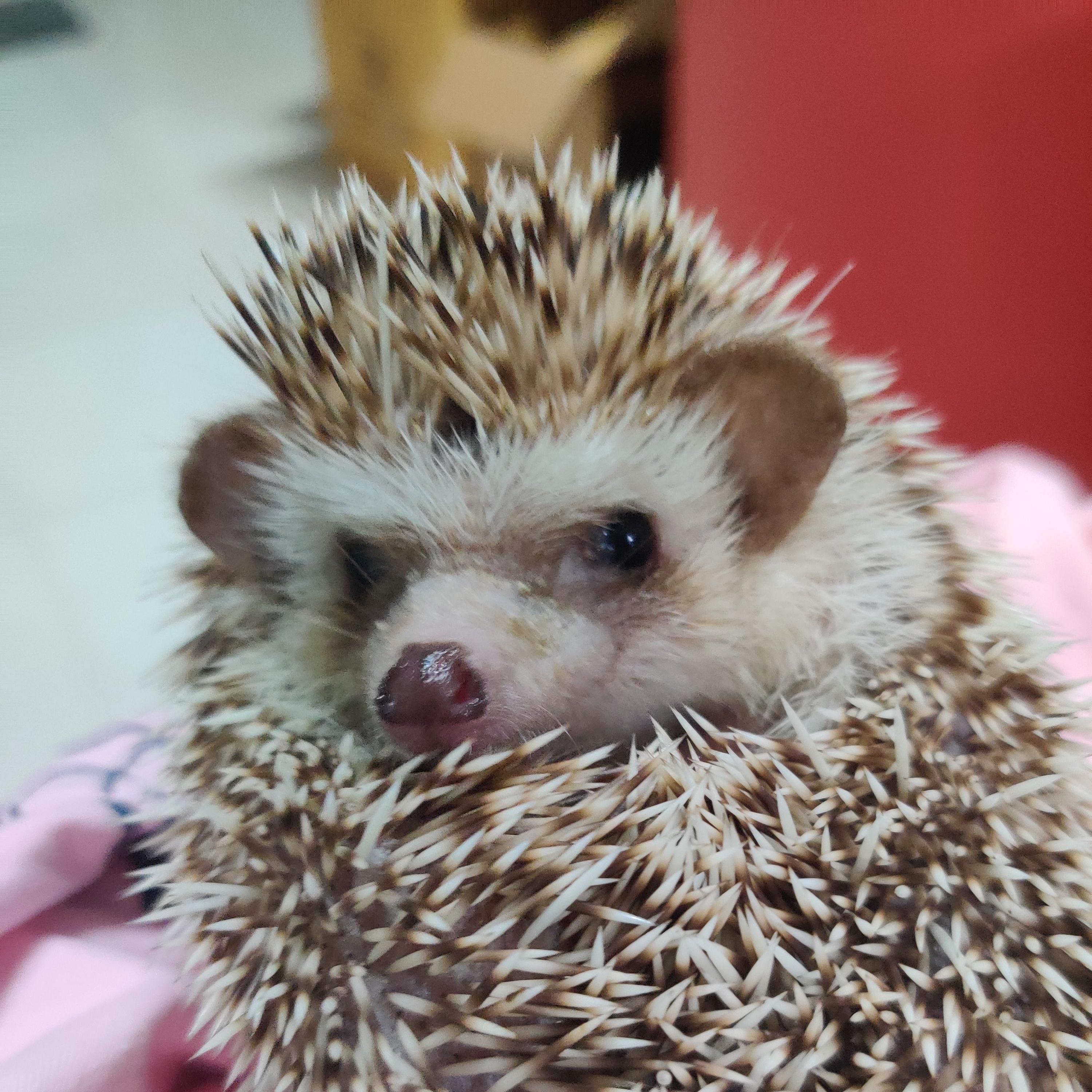 รูปภาพของ jiwhedgehog