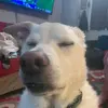 i_love_dogs_75-avatar