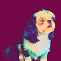 Royal Shih Tzu
