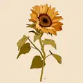 Imej sunflower__mry