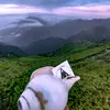पागल टोली-avatar