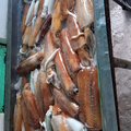 Ikan Jaya nusanta629