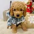 MajorDood
