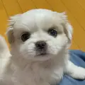 犬の名はマロ