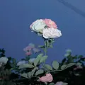 Bunga ku [LDR]