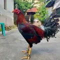 Ayam Rumahan