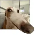 ㅤㅤㅤㅤㅤㅤㅤㅤㅤㅤㅤㅤpanther