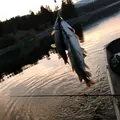 pike pro