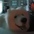 thatguywithaktm