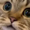 frorere