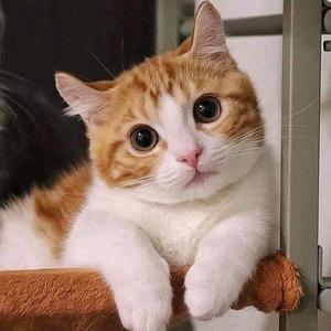 Joko [RCS]