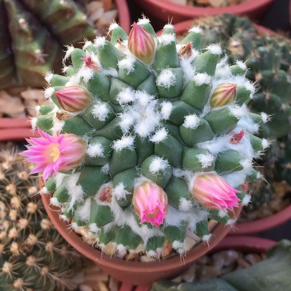 รูปภาพของ Morning cactus 