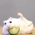jellyanore [LDR]