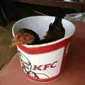 AYAM_KFC