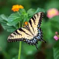 known as butterfly