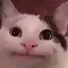 Kucing_Mars-avatar