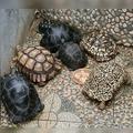 BBtortolovers by TortoCafe BB to