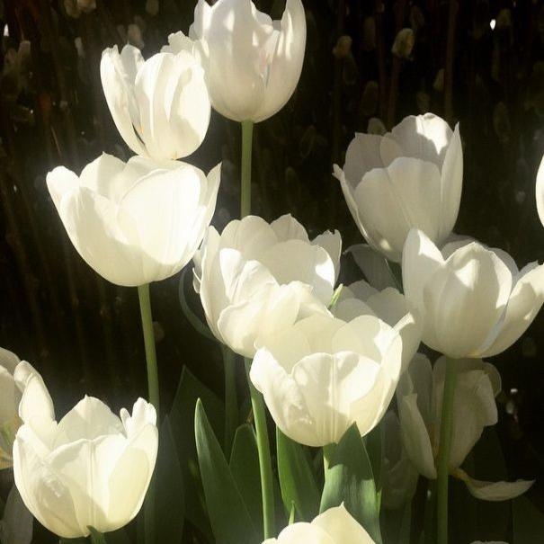 Gambar your tulip 🌷