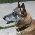 Эми Кларк