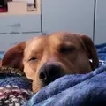 eli eli eli