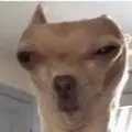 Tony69981