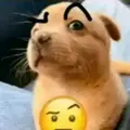  darkninja