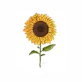 Sunflower [LDR]