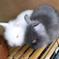 feabunny 