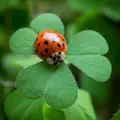 ladybug4328