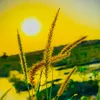 💫🦋 شُعیب  کُٹوال 🦋💫-avatar