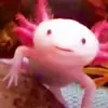 Henry_likes_axolotl-avatar