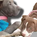 Kiara pitbull 
