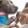Kiara pitbull -avatar