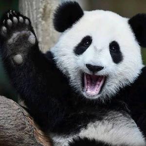 pandagurl2