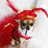 Lindy The Chihuahua-avatar