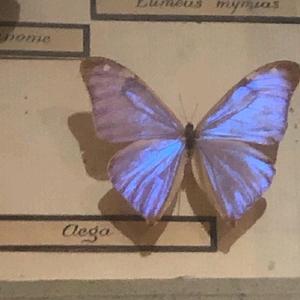 ᴮᵘᵗᵗᵉʳᶠˡʸ 🪐🦋