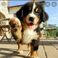 Berneselove2