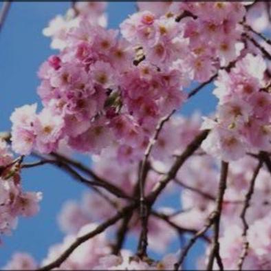 Gambar Sakura Blossom