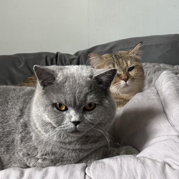 Gambar Luna & Dusty