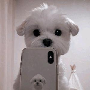 (｡･ω･｡)-avatar