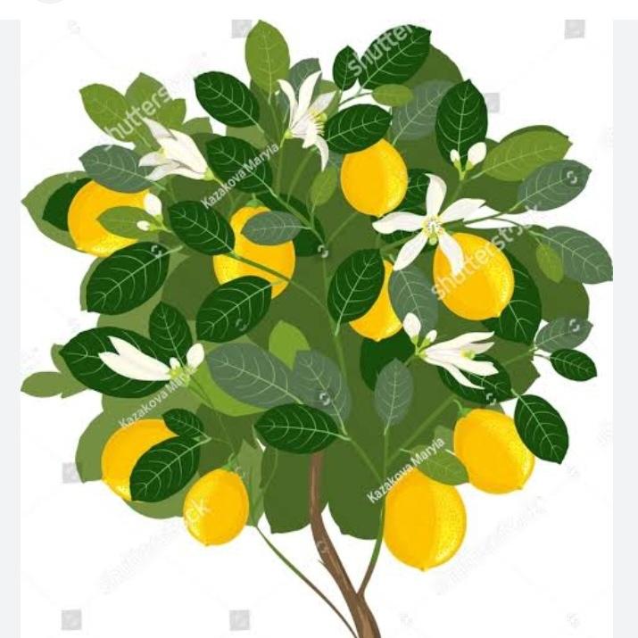 รูปภาพของ Lemon Tree