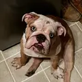Winston with the blue eyes