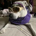 Life.on.the.paws