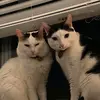 Melon and Finn-avatar