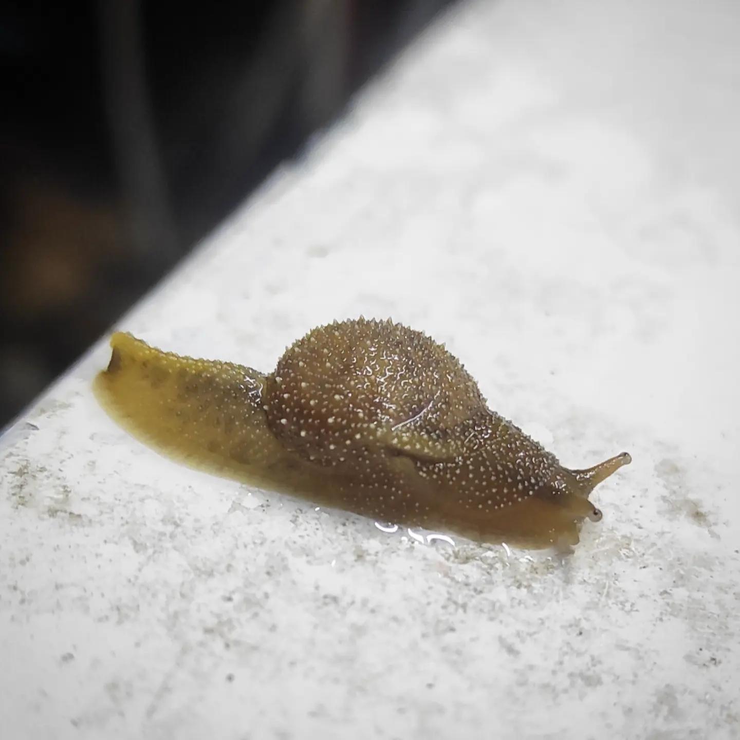 รูปภาพของ semi slug